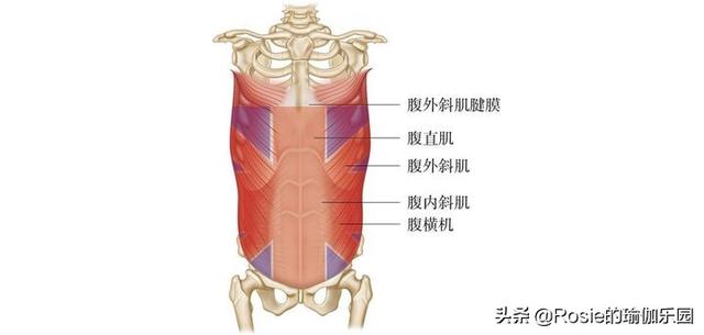 跳繩、跳操水桶腰、大肚子甩不掉？每天堅持這3步，輕松縮腰瘦腹 健身減肥達人 第14张