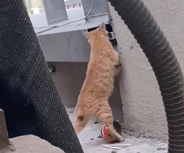 發現一隻斷尾橘貓，它渴望被愛，但又怕被傷害的樣子，太讓人心疼 家有萌寵 第4张