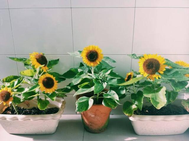 七夕送什么除了玫瑰，这些花都代表爱情，情人节送对象最合适了