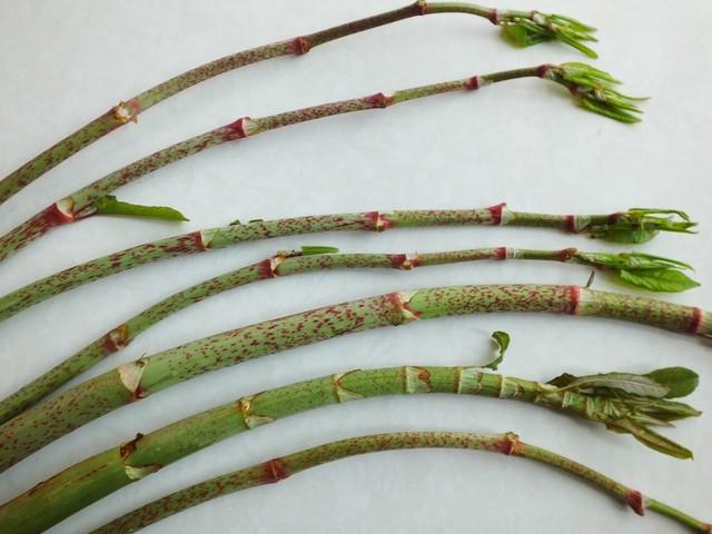 农村常见的中草药图片及名字（十种农村常见中药材）