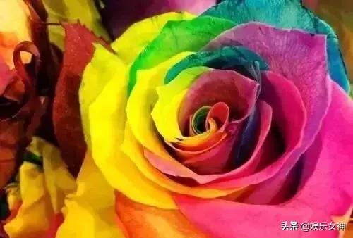 情人节送男友什么礼物好今天2.14情人节,214漂亮玫瑰送给群里每位朋友~醉倒一批