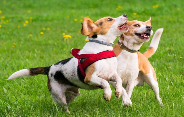 养狗的基础五个知识点，养狗5年我才明白的