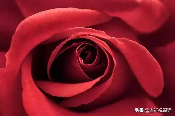 情人节礼物送什么明天情人节，送你999滴水玫瑰，太太太太美了，祝你美满幸福