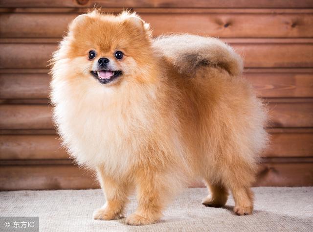 不不妨长功夫给博美犬喂食简单的零嘴,如许简单形成博美犬厌食,身材不
