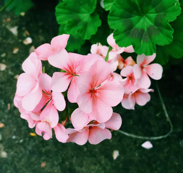 最美的各种花朵唯美图片大全,好看的鲜花图片 唯美