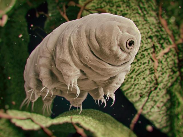 异星觉醒好看吗（异星觉醒里的卡尔文）