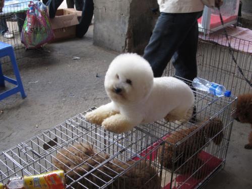 比熊的市场价格一般是多少，比熊价格为何这么低