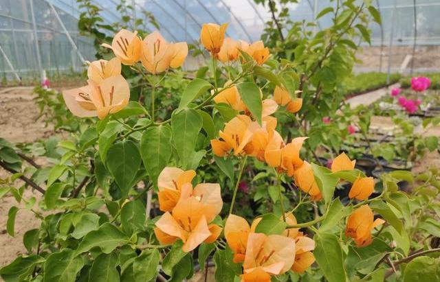 三角梅怎么过冬，三角梅过冬的养殖方法