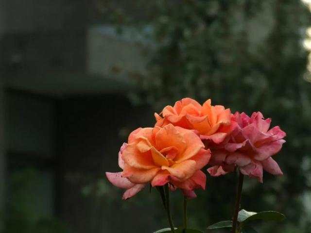 七夕送什么情人节你们送的，统统都是月季