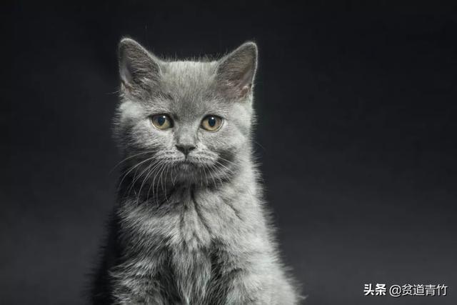 兔子有灵性的表现，这六种动物具有灵性千万要注意了