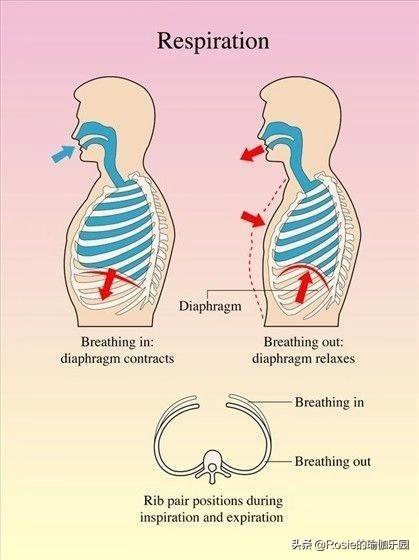 張若昀細腰上熱搜，天冷不想動如何瘦？這樣呼吸輕松瘦出小蠻腰 健身減肥達人 第5张