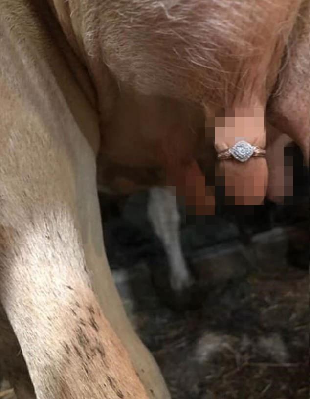 新加坡农民另类求婚创意被喷惨了：将婚戒戴奶牛乳房上向女友求婚 七夕送女