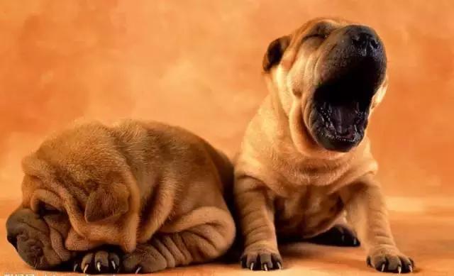 100多种狗价格表，各种狗及身价