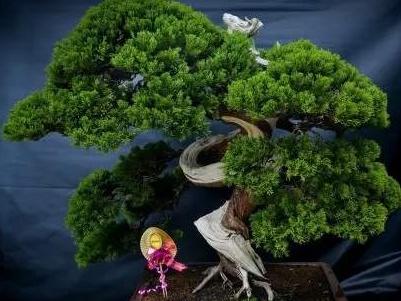 柏树盆景怎么栽活，郁郁葱葱枝干强劲有力