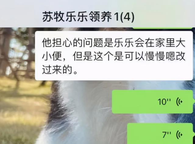撿到一隻流浪狗，7個月無人領養，最後居然被一位明星看上了 萌趣萌寵 第4张