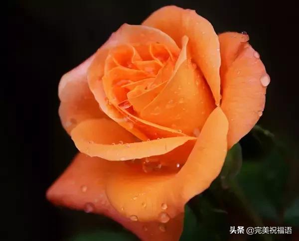 情人节送男友什么好明日情人节，2.14玫瑰送给亲爱的朋友，祝你们情人节快乐