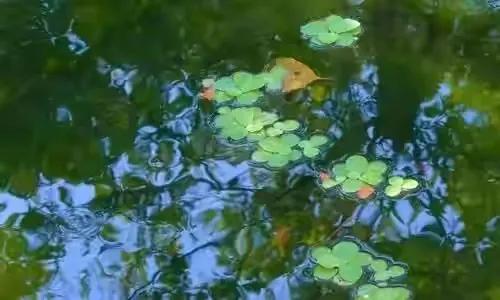 朱熹两首经典诗歌赏析（观书有感、春日）