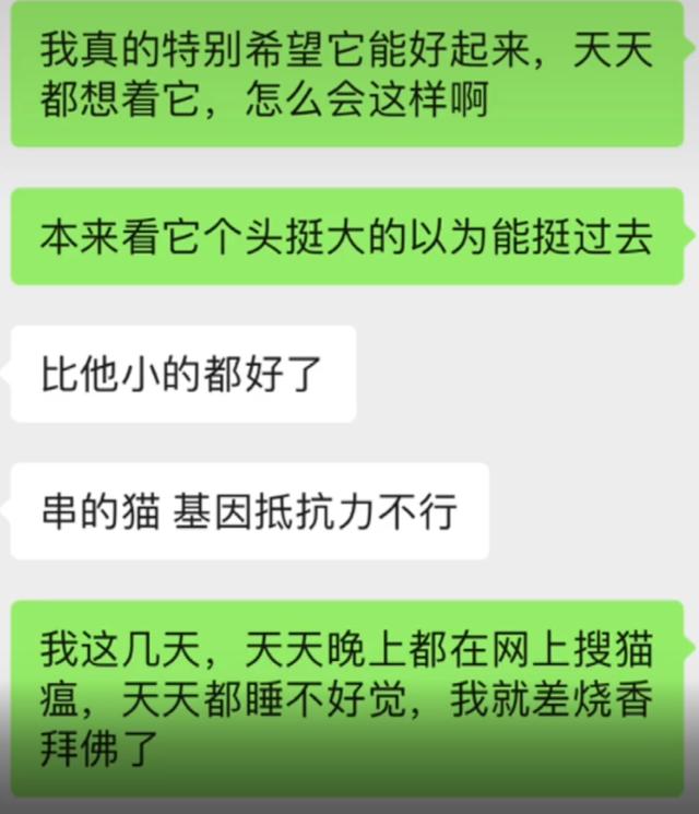 別人要安樂的貓，被我撿了回來，8個月後，這顏值不虧 家有萌寵 第3张