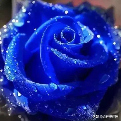 情人节礼物送什么明天情人节，送你999滴水玫瑰，太太太太美了，祝你美满幸福