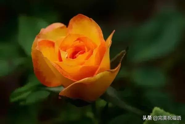 情人节送女孩礼物明日情人节,214朵玫瑰送给亲爱的朋友,祝你们情人节快乐