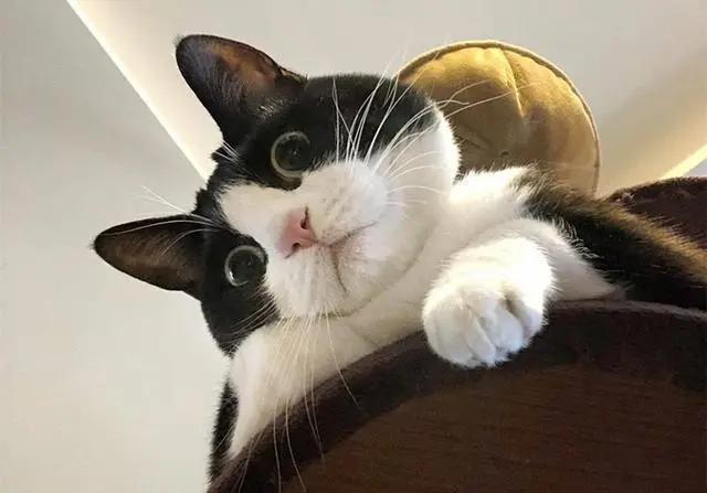 哪个品种的猫咪最粘人最调皮，世界5大最粘人的猫咪