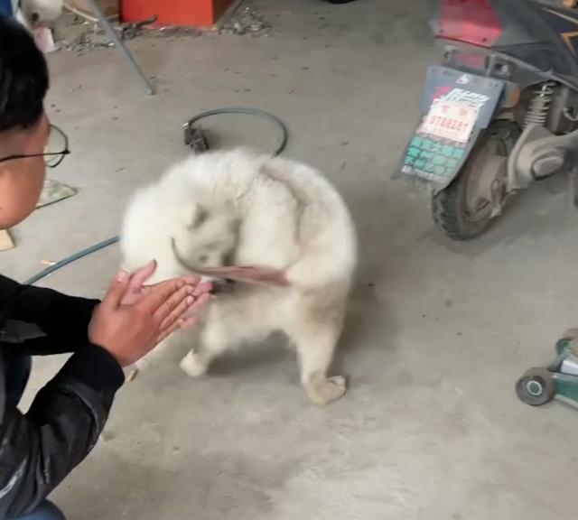 流浪薩摩耶原地轉圈，好心人千里求助，轉圈原因讓人心酸 家有萌寵 第7张