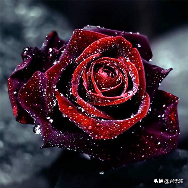 情人节送男友什么礼物情人节：最美的玫瑰花送给你，最好的情话说给你听