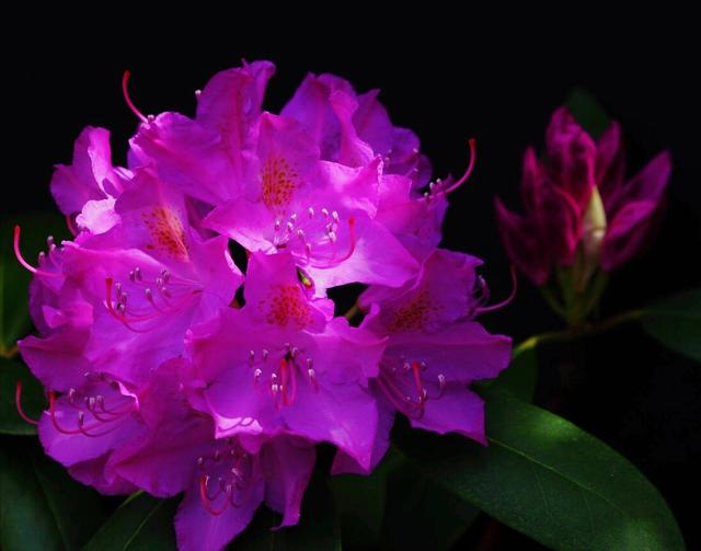 花开有期只为在最美时光里遇见你，一花一深情花如人生