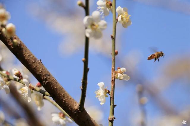 附近看花的地方，深圳最适合去赏花的地方（2023西安及周边赏樱花的地点大全）