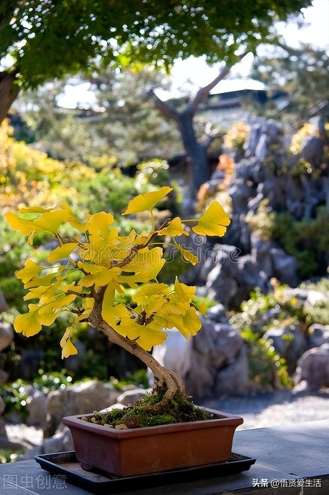 客厅盆景树种前十名，栽客厅里的吉祥富贵树（适合客厅养的9种树）
