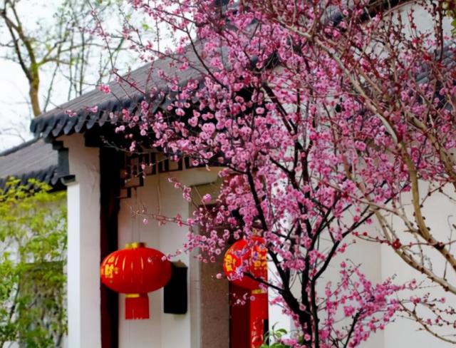 二十种风水树排名，5种富贵树