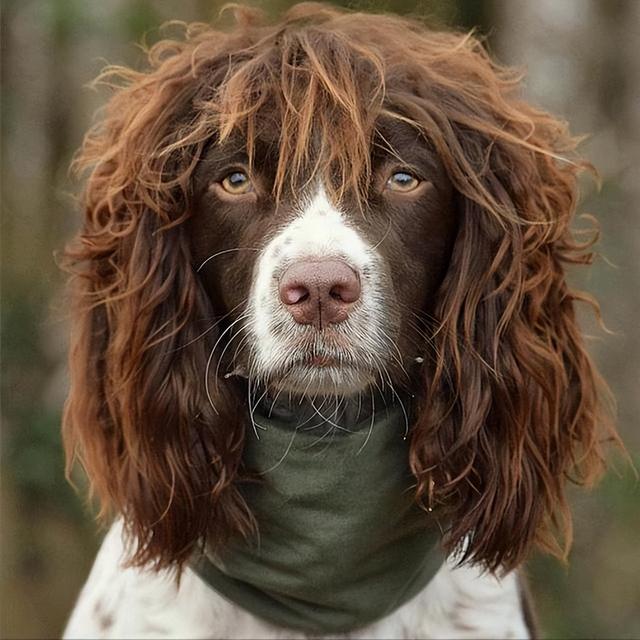  如何挑选优秀的史宾格幼犬，史宾格犬的品相