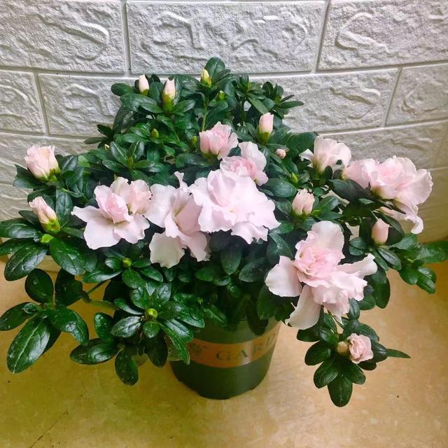 冬天什么花开花，适合冬天生长容易开花的植物