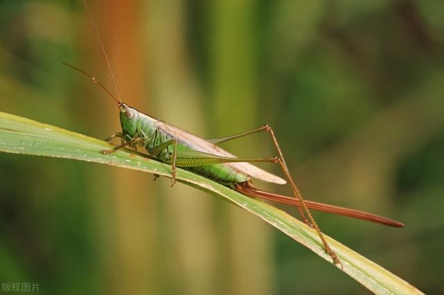 农村最常见虫子的叫声，乡村夜晚农田里