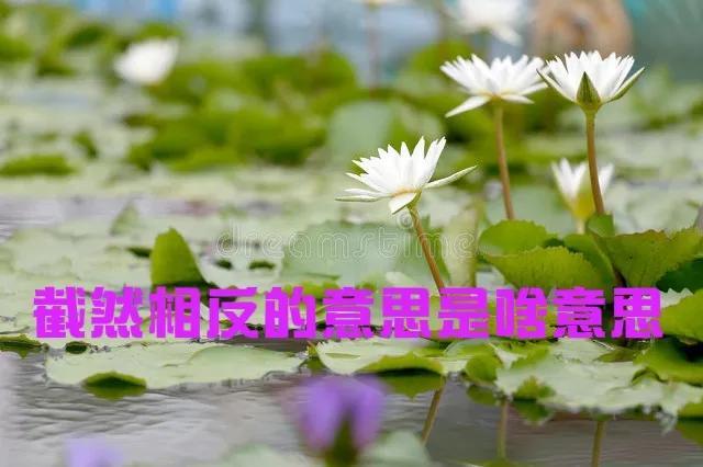 爷新是什么意思，最新网络用语（长草期太无聊想带萌新却遇上“爷新”）