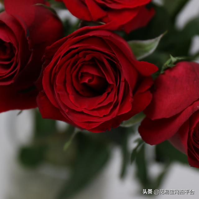 花店常有的几种玫瑰，15种花店常备红玫瑰优缺点对比