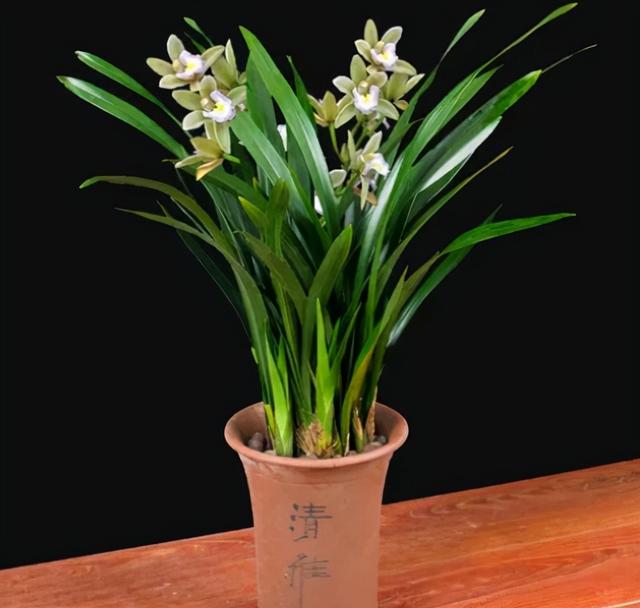 最漂亮的20种花，10种花中贵货太好看