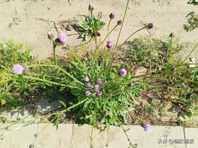 这么多野菜你认识几种，比韭菜还鲜嫩