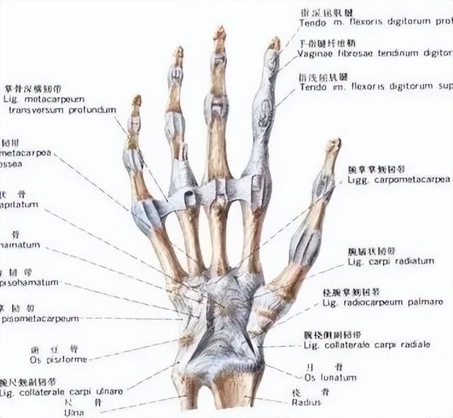 后纵韧带解剖图，颈椎的韧带有哪些