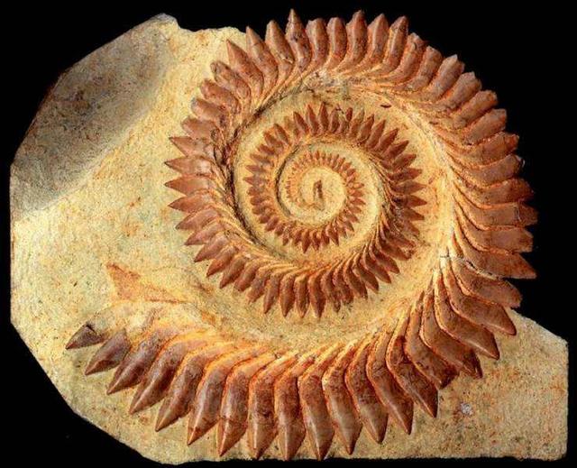 海洋十大霸主排行榜，世界上最可怕的十大海洋生物——虎鲸到底是不是海洋霸主