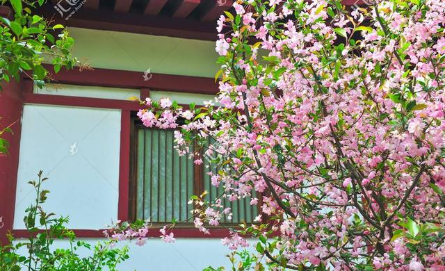 二十种风水树排名，5种富贵树