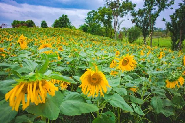 粉黛草向日葵彼岸花海...成都有多少惊喜，粉黛花海花期50天