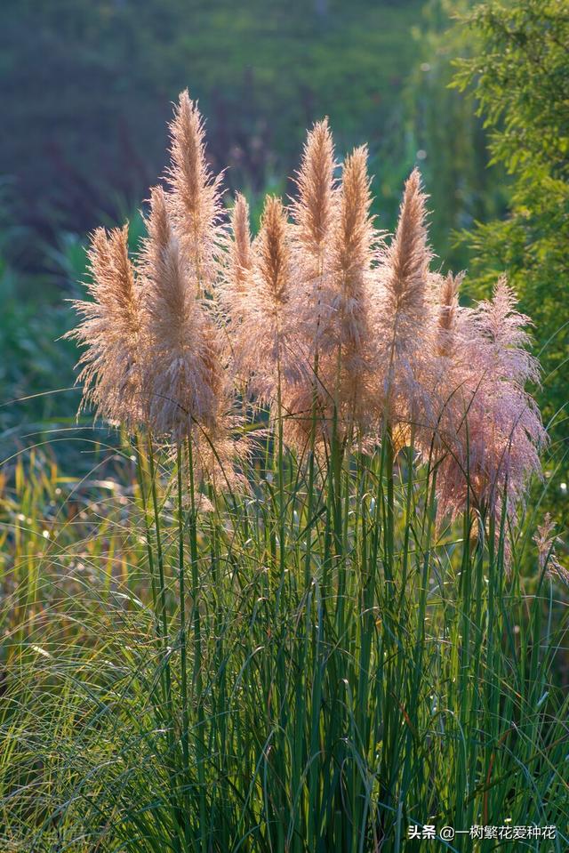 适合庭院养的草花，25种观赏草观叶赏花