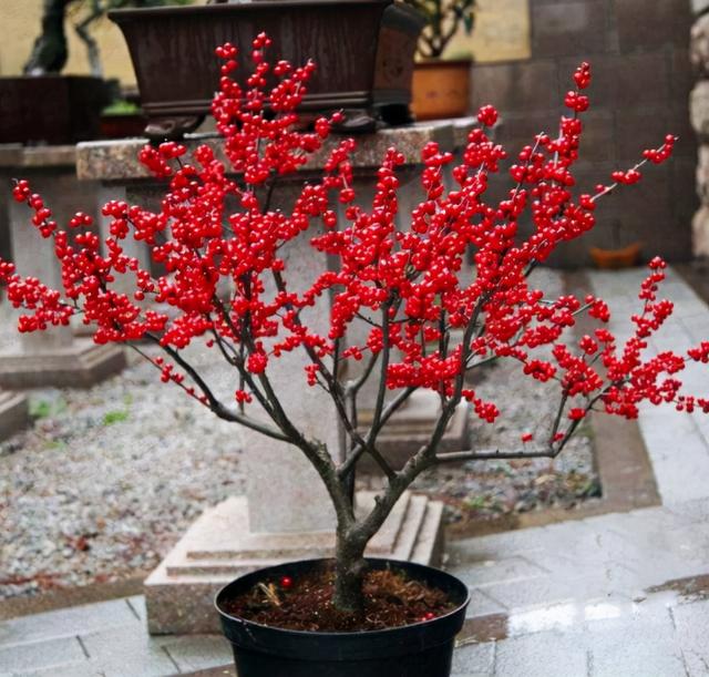 最漂亮的20种花，10种花中贵货太好看