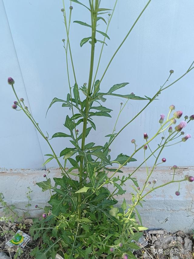 这么多野菜你认识几种，比韭菜还鲜嫩