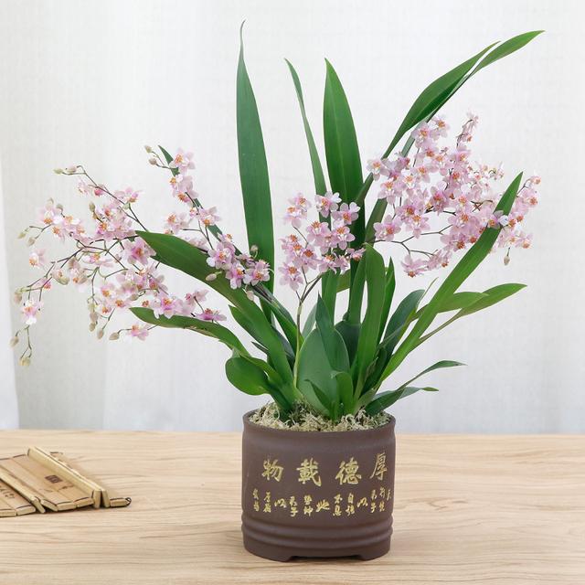 春节花卉品种大全大图，春节遇花期，五彩斑斓过新年