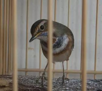 靛颏鸟雅称，歌鸟靛颏鸟