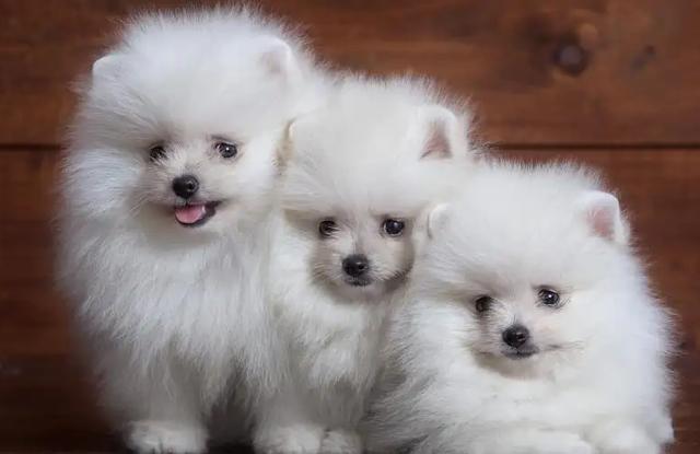 狗狗排行榜之“最可爱”的几种狗，种最可爱的泰迪熊犬种
