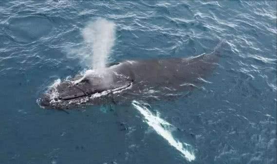 海洋十大霸主排行榜，世界上最可怕的十大海洋生物——虎鲸到底是不是海洋霸主