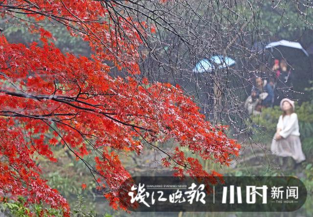 杭州灵隐、九溪美成这样了，这派“枫”景太上头